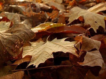 listopadowy-wiersz-370×278